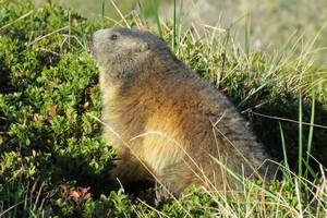 marmotte