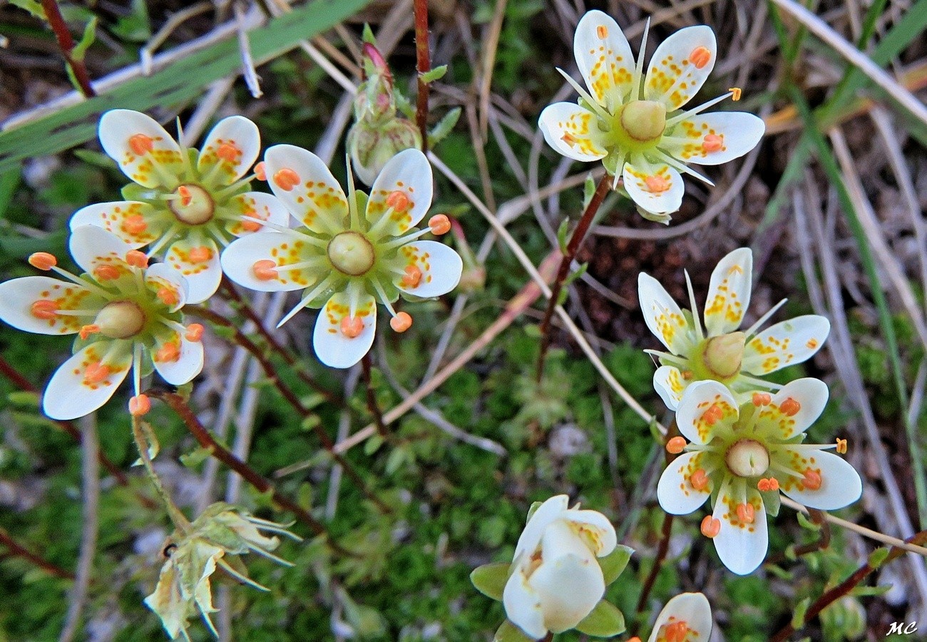 Saxifrage fausse mousse — Wikipédia